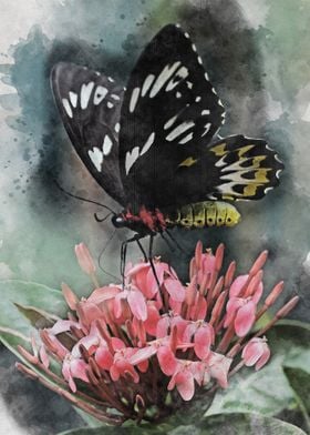 Watercolour Butterfly