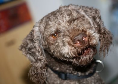 Lagotto romagnolo portrait