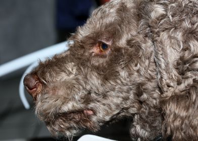Lagotto romagnolo portrait