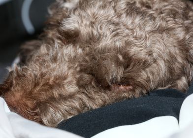 Lagotto romagnolo portrait
