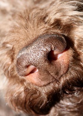 Lagotto romagnolo face