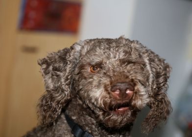 Lagotto romagnolo portrait
