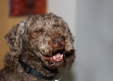 Lagotto romagnolo portrait