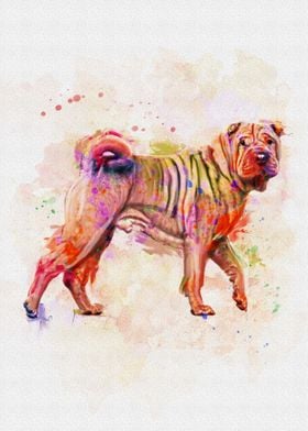 shar pei