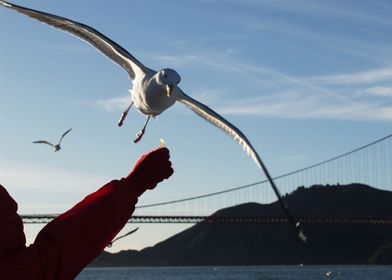 Feeding the gulls