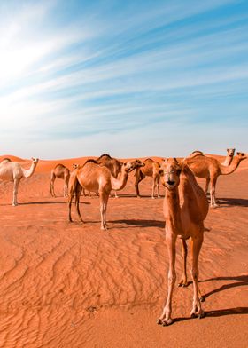 Animals Print Camels