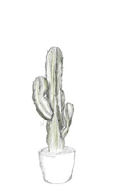 Cactus Sketch