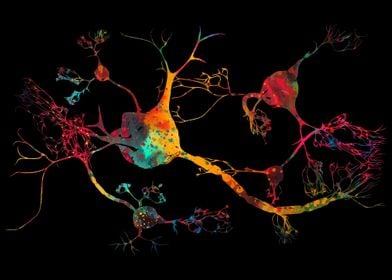 Neurons and nervous system
