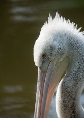 Pelecanus one