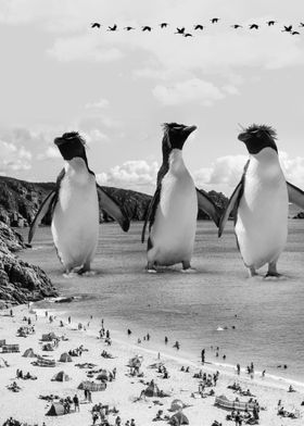 Penguins Beach