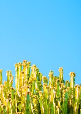 Cacti Reaching to the Sky