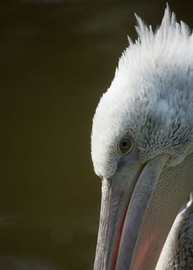 Pelecanus cropped