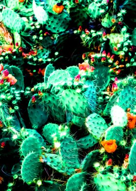 Cacti Bush