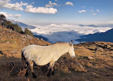 Horse Photography