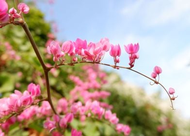 Beautiful Pink Flower