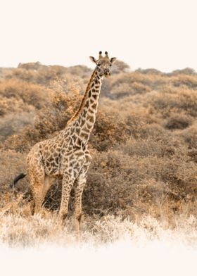 Giraffe in Sepia