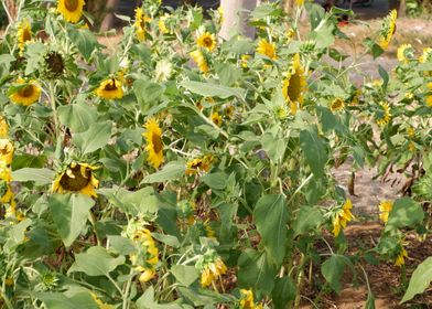 Beautiful Sunflower