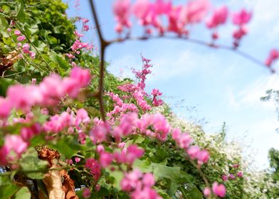 Beautiful Pink Flower