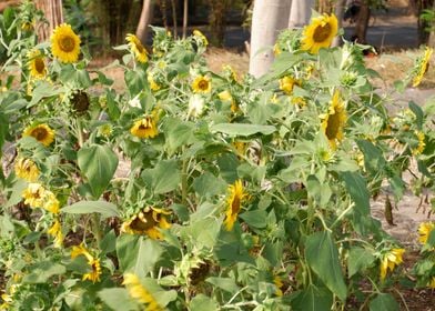 Beautiful Sunflower