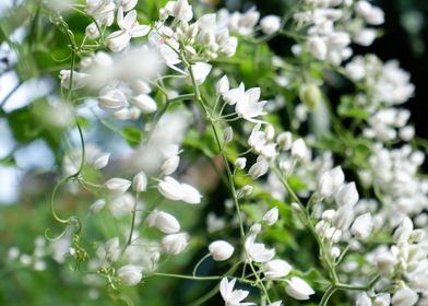 Beautiful White Flower