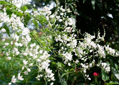 Beautiful White Flower