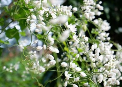 Beautiful White Flower