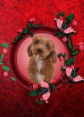 Cute little cockapoo