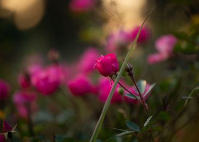 Pink Roses Garden