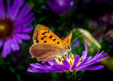 Small Copper  Butterfly