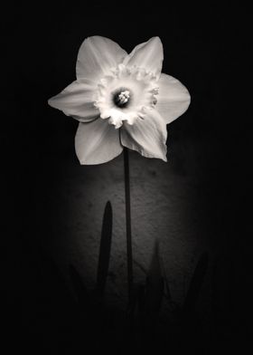 Black and White Narcisus