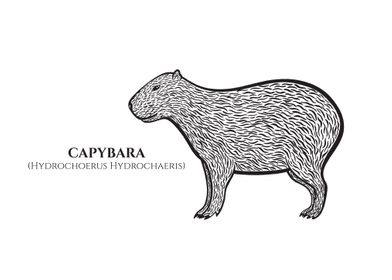 Capybara with names