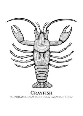 Crayfish with names