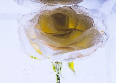 Yellow white rose in ice 3