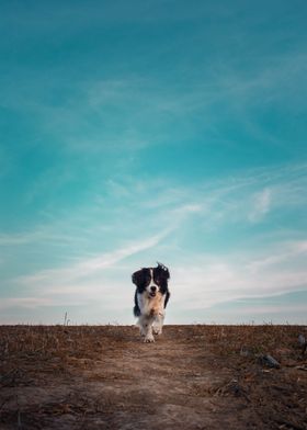 dog on a desolate field