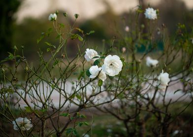 White Roses Garden