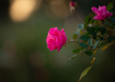 Pin Rose