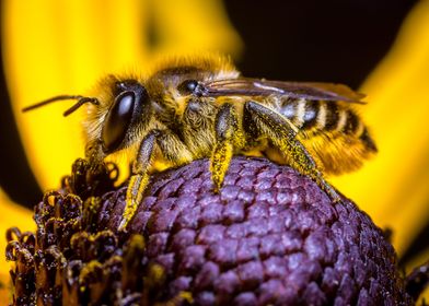 Honey Bee and Pollen