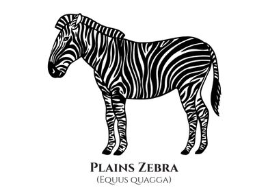Zebra with names 
