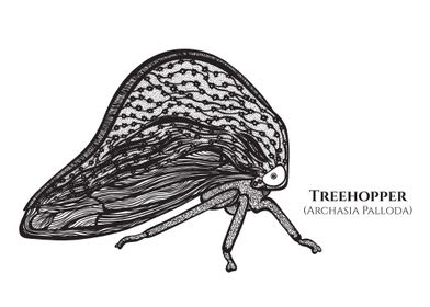 Treehopper Archasia Pallod