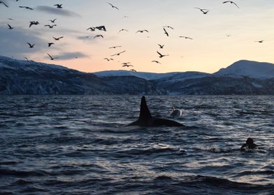 Swimming with orca