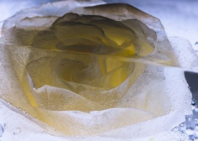 Yellow white rose in ice 1