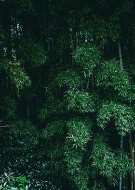 Bamboo trees forest