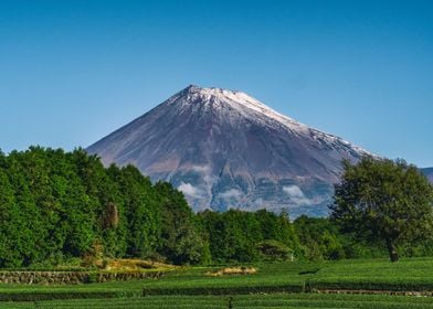 Mt Fuji and tea fields