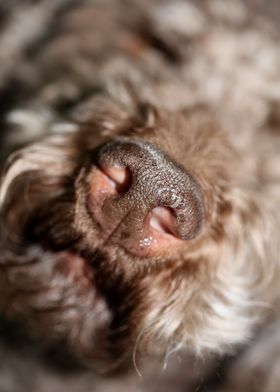 Lagotto romagnolo close up
