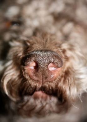 Lagotto romagnolo close up