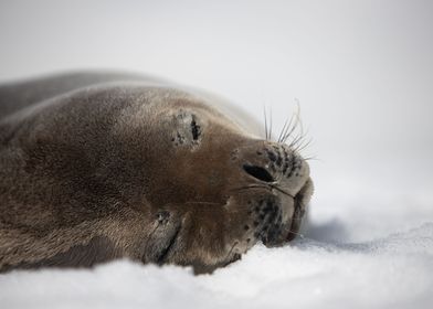 Weddell Seal Sleeping 