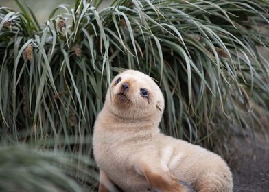A Baby Leucistic Fur Seal