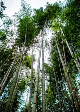 Bamboo treetop