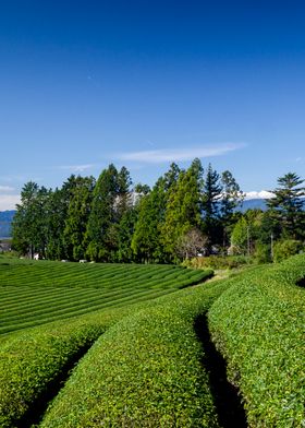 Japanese tea fields 