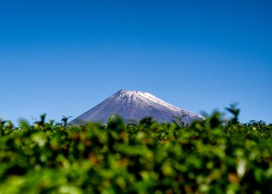 Fuji from the tea fields